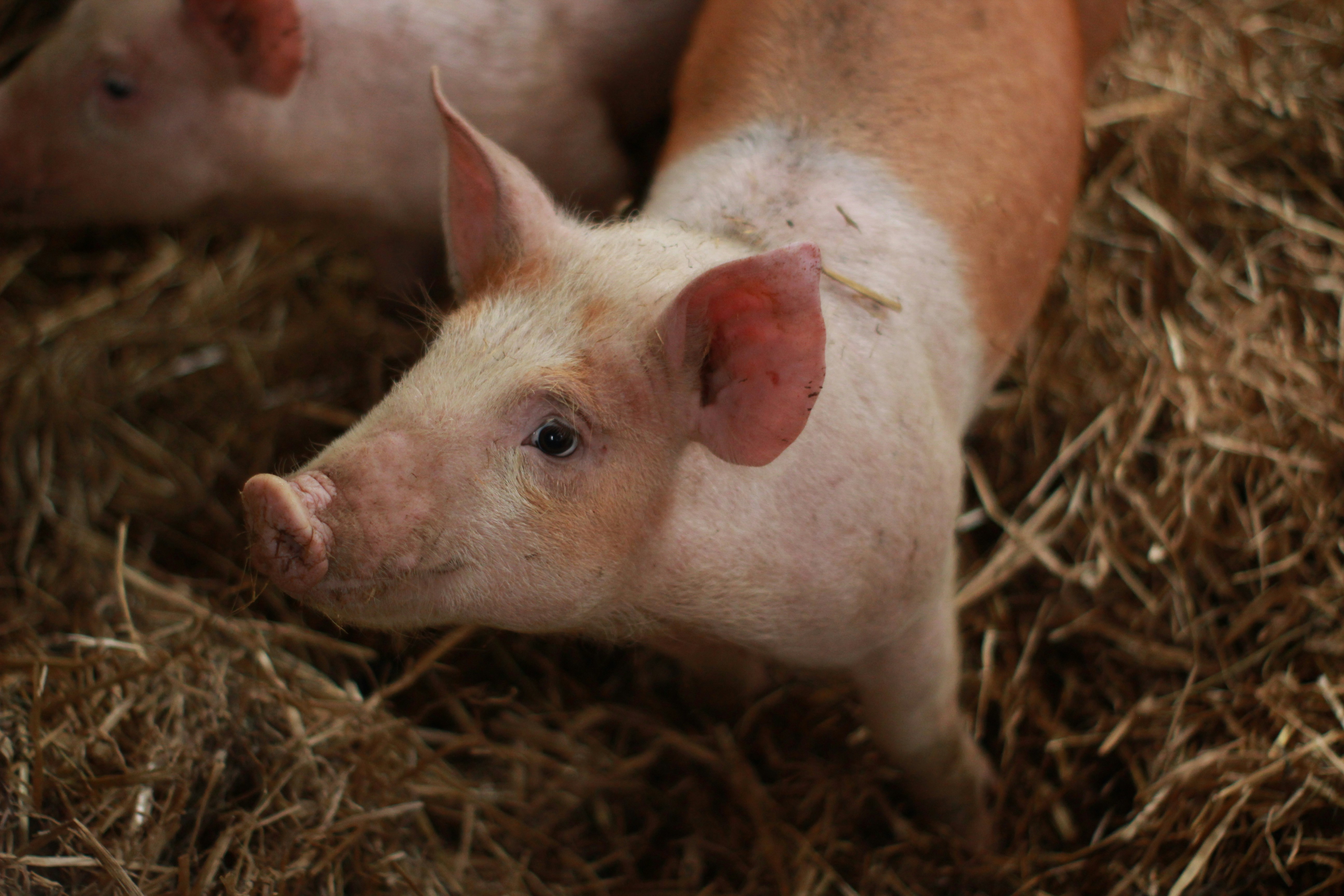Pig Image