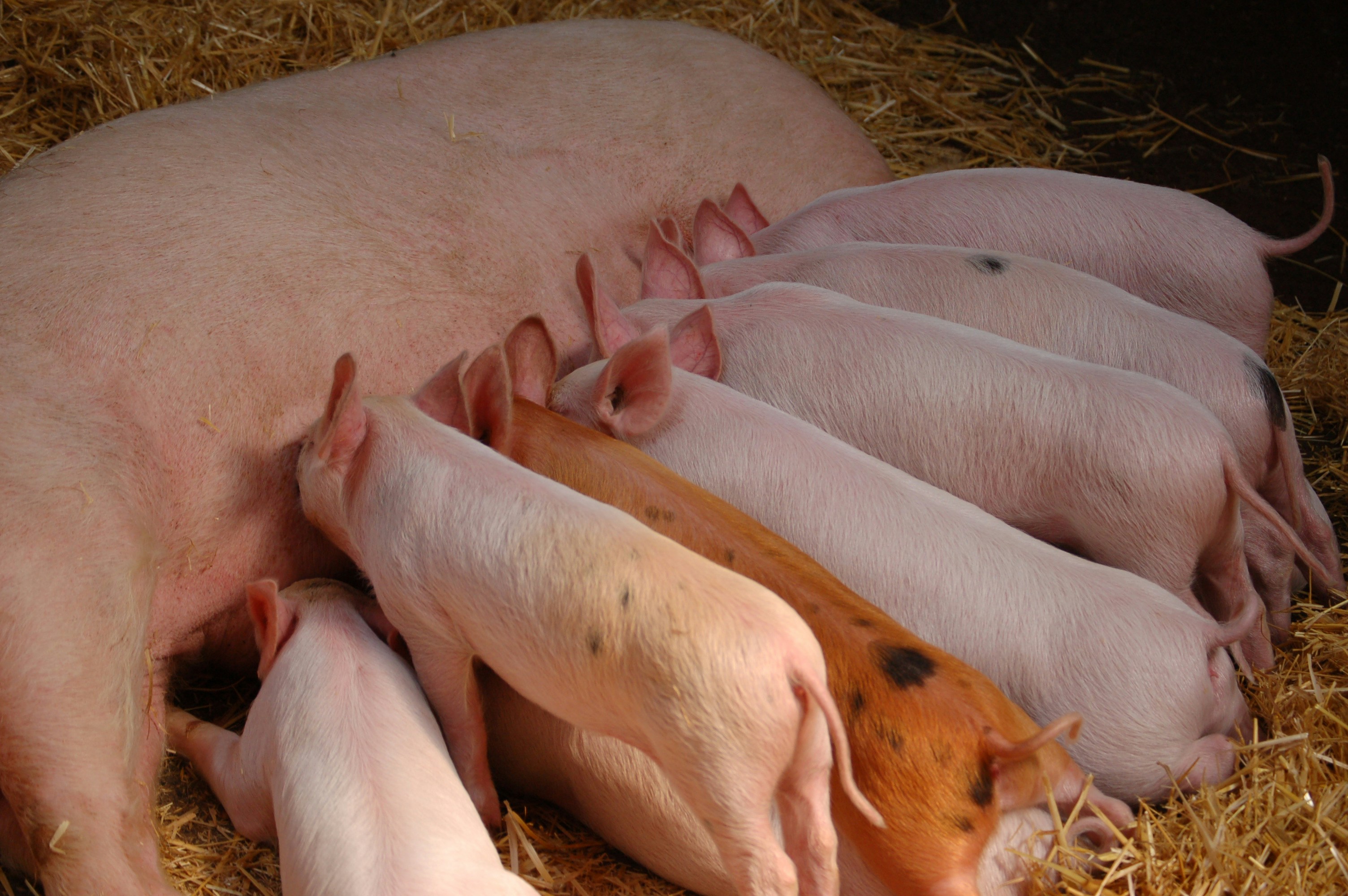 Pig Image
